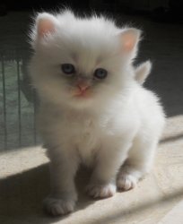 Beautiful Persian Kittens for Sale - Islamabad - free ...