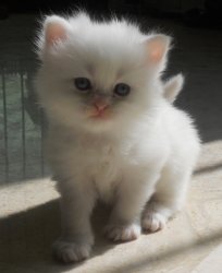 49 HQ Photos Persian Cat Price In Bangladesh - Persian Cat Price In Bd - Animals & Pets - Bangladesh ...