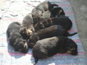 Droll Puppies For Sale In Pakistan
